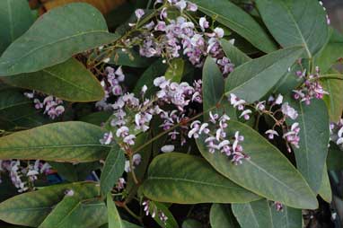 APII jpeg image of Hardenbergia 'Pink Spray'  © contact APII