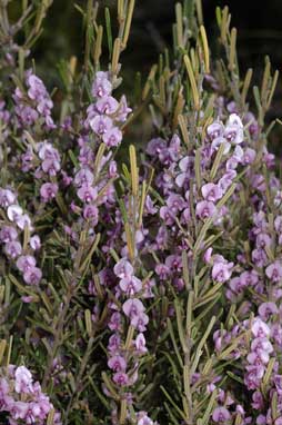 APII jpeg image of Hovea rosmarinifolia  © contact APII