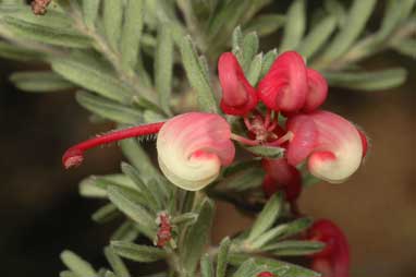 APII jpeg image of Grevillea lanigera  © contact APII