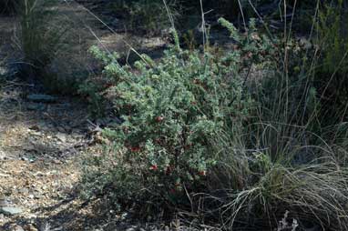 APII jpeg image of Grevillea lanigera  © contact APII