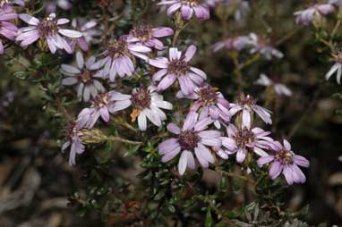 APII jpeg image of Olearia iodochroa  © contact APII