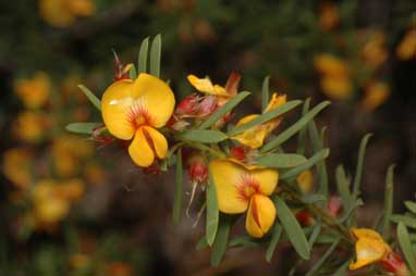 APII jpeg image of Pultenaea flexilis  © contact APII