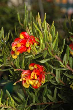 APII jpeg image of Grevillea 'Fire Cracker'  © contact APII