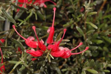 APII jpeg image of Grevillea lavandulacea 'Billy Wings'  © contact APII