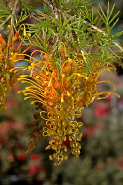 APII jpeg image of Grevillea tenuiloba  © contact APII