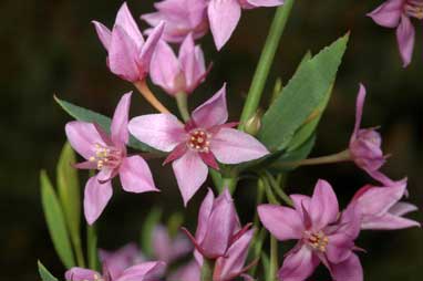 APII jpeg image of Boronia barkeriana subsp. angustifolia  © contact APII