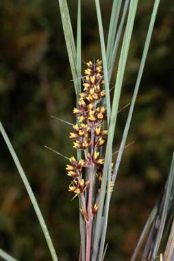APII jpeg image of Lomandra confertifolia subsp. rubiginosa  © contact APII
