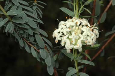 APII jpeg image of Pimelea ciliolaris  © contact APII