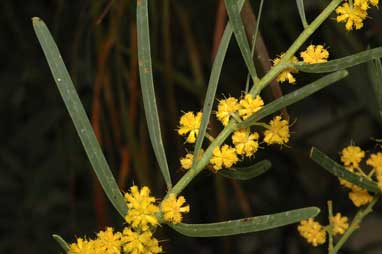 APII jpeg image of Acacia ligulata  © contact APII