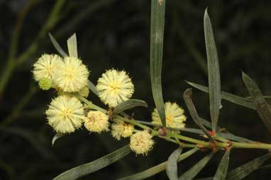 APII jpeg image of Acacia heteroclita  © contact APII