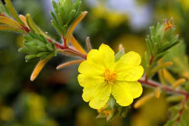 APII jpeg image of Hibbertia patens  © contact APII