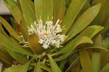 APII jpeg image of Isopogon fletcheri  © contact APII