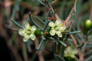 APII jpeg image of Homoranthus brevistylis  © contact APII