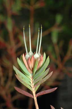 APII jpeg image of Darwinia procera  © contact APII