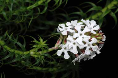 APII jpeg image of Sphenotoma dracophylloides  © contact APII