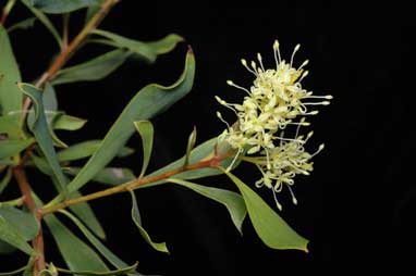 APII jpeg image of Grevillea shuttleworthiana subsp. canarina  © contact APII