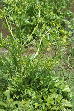 APII jpeg image of Ranunculus sceleratus  © contact APII