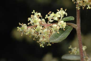 APII jpeg image of Pomaderris angustifolia  © contact APII