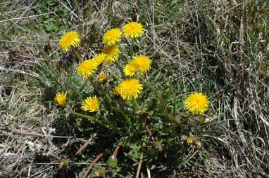 APII jpeg image of Taraxacum (sect. Taraxacum)  © contact APII
