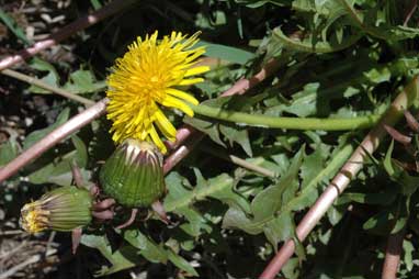 APII jpeg image of Taraxacum (sect. Taraxacum)  © contact APII