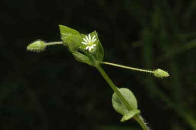 APII jpeg image of Stellaria media  © contact APII