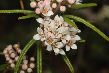 APII jpeg image of Zieria tuberculata  © contact APII