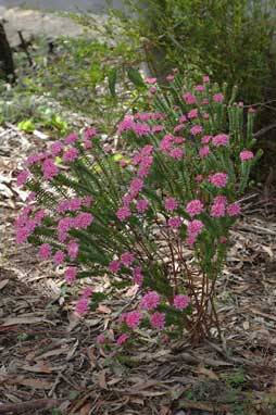 APII jpeg image of Pimelea ferruginea 'Magenta Mist'  © contact APII