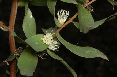 APII jpeg image of Hakea ferruginea  © contact APII