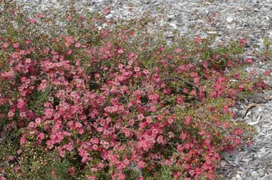 APII jpeg image of Leptospermum 'Love Affair'  © contact APII