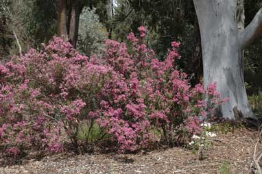 APII jpeg image of Olearia phlogopappa  © contact APII