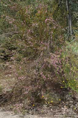 APII jpeg image of Boronia deanei subsp. acutifolia  © contact APII