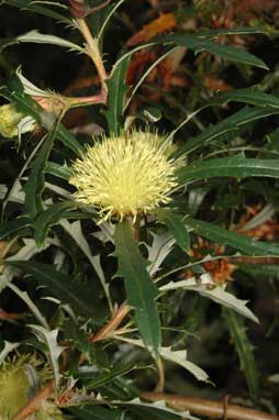 APII jpeg image of Banksia squarrosa subsp. squarrosa  © contact APII