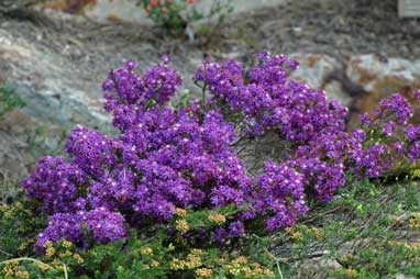 APII jpeg image of Calytrix leschenaultii  © contact APII