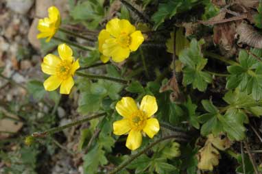 APII jpeg image of Ranunculus graniticola  © contact APII