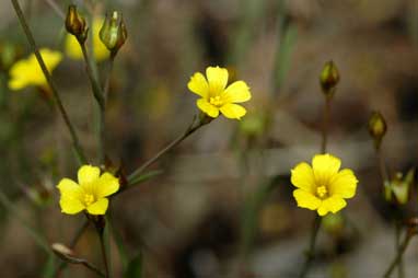 APII jpeg image of Linum trigynum  © contact APII