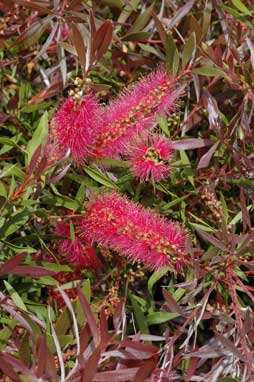 APII jpeg image of Callistemon 'Taree Pink'  © contact APII