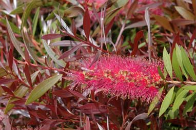 APII jpeg image of Callistemon 'Taree Pink'  © contact APII