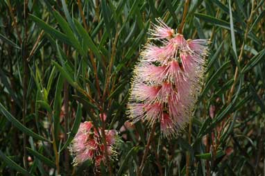 APII jpeg image of Callistemon 'Pastel Pink'  © contact APII