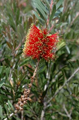 APII jpeg image of Callistemon 'Adina'  © contact APII