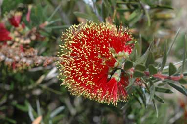 APII jpeg image of Callistemon 'Adina'  © contact APII