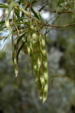 APII jpeg image of Acacia pustula  © contact APII