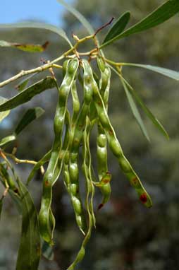 APII jpeg image of Acacia pycnantha  © contact APII