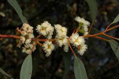 APII jpeg image of Eucalyptus ebbanoensis subsp. ebbanoensis  © contact APII