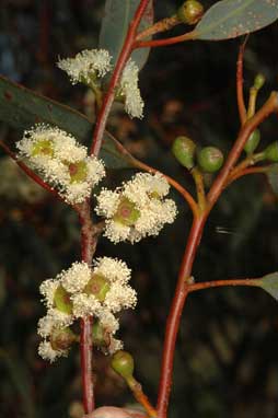 APII jpeg image of Eucalyptus ebbanoensis subsp. ebbanoensis  © contact APII