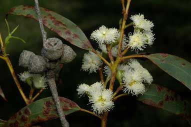 APII jpeg image of Eucalyptus ebbanoensis subsp. photina  © contact APII
