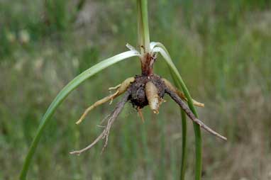 APII jpeg image of Bulbine bulbosa  © contact APII