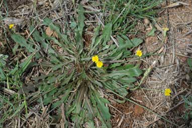 APII jpeg image of Hypochaeris radicata  © contact APII