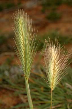 APII jpeg image of Hordeum glaucum  © contact APII