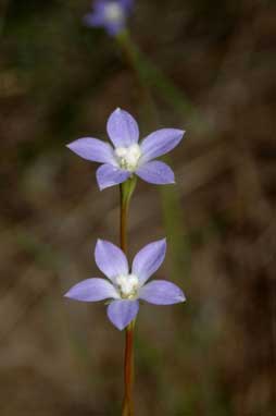 APII jpeg image of Wahlenbergia multicaulis  © contact APII