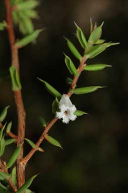 APII jpeg image of Leucopogon fletcheri subsp. brevisepalus  © contact APII